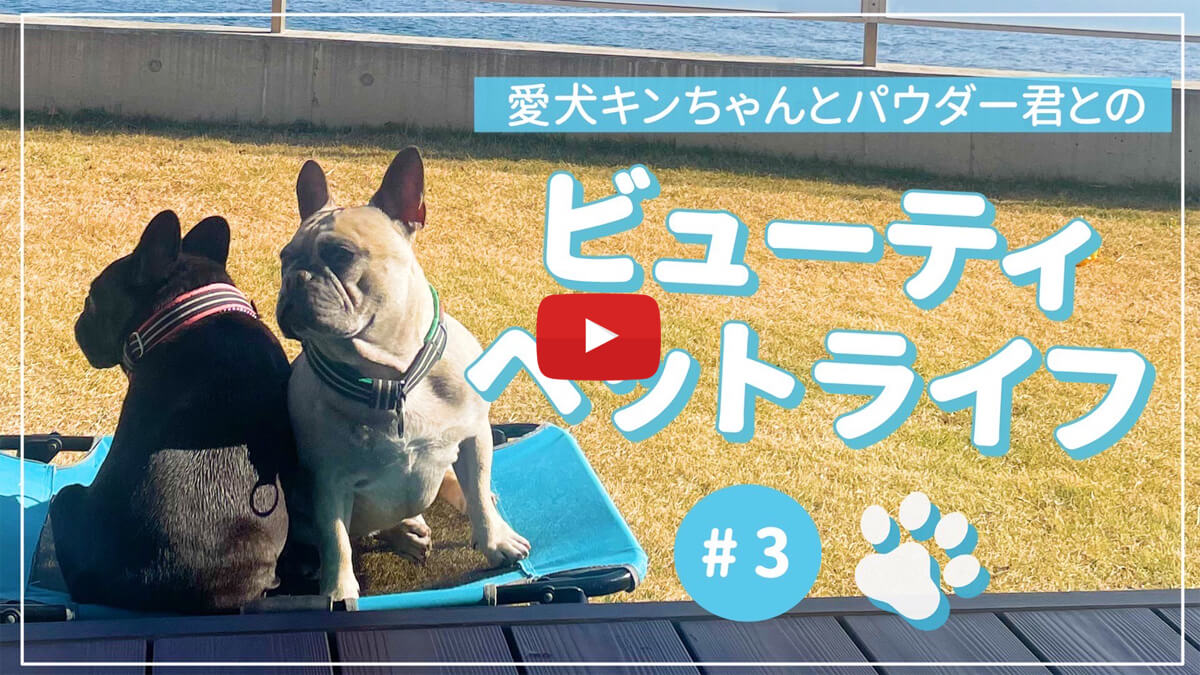 SAKURA Youtubeチャンネル #23 愛犬キンちゃんとパウダー君とのビューティペットライフ #3